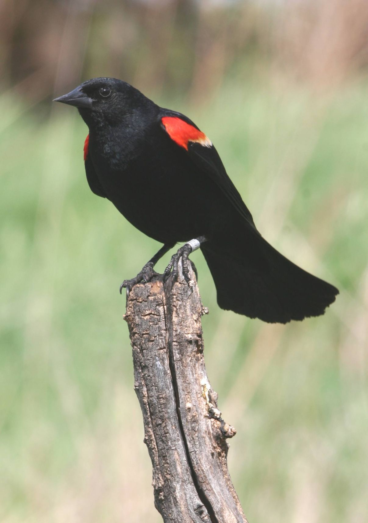 Bird Photography Special deal Male and Female Red-Winged Blackbird Prints
