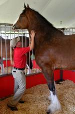 Budweiser Clydesdales arriving at the Mississippi Valley Fairgrounds