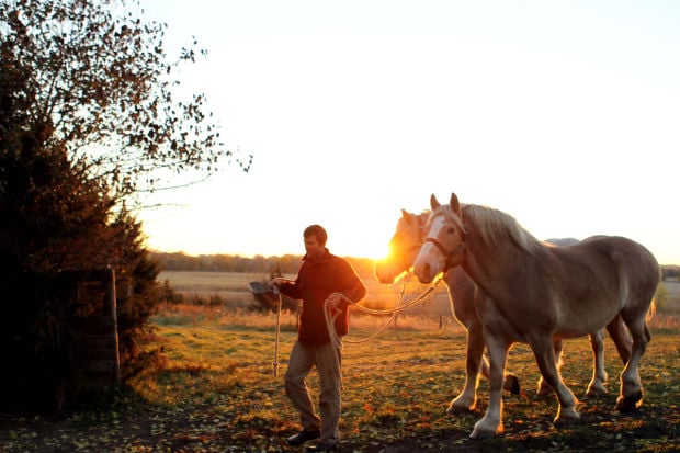 Draft Horses