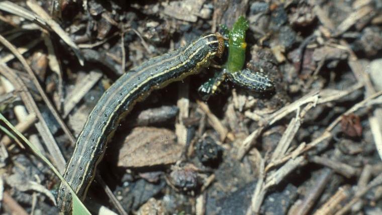 Sarah Browning: Stop the march of the armyworms | Home & Garden