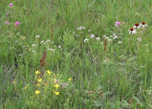 Wildflowers in the prairie