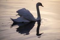 Top Journal Star photos for December