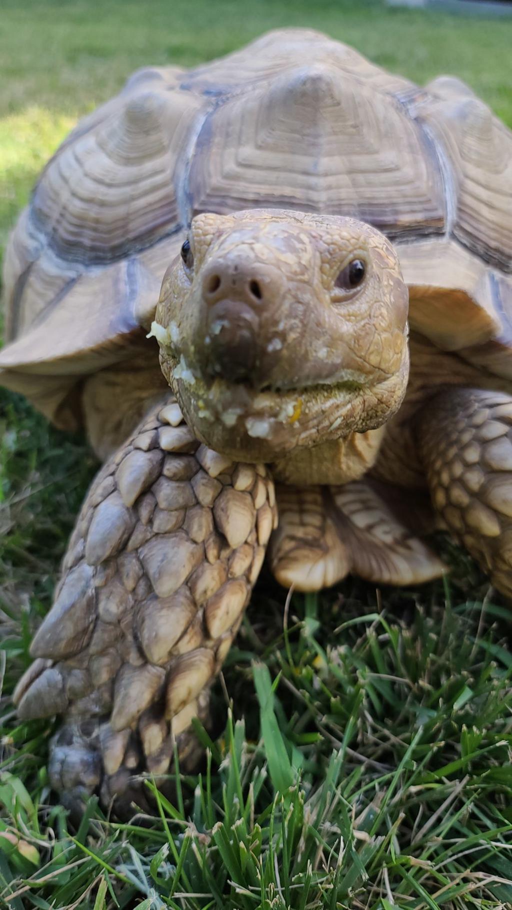 Sunflowers Spice Up The Menu For Brutus An 85 Pound Tortoise Who