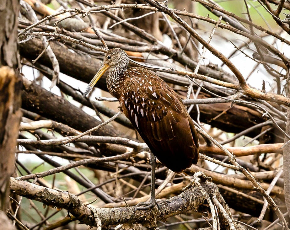 Limpkin