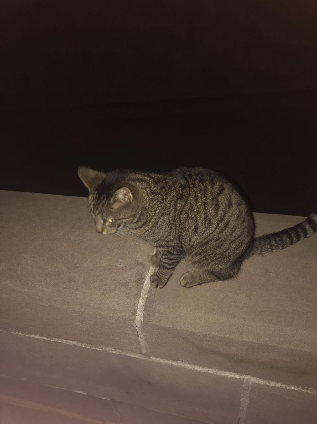 Cameron the 'Capitol Cat' returns home safely