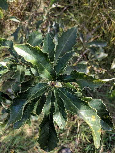 Dwarf Chinkapin Oak