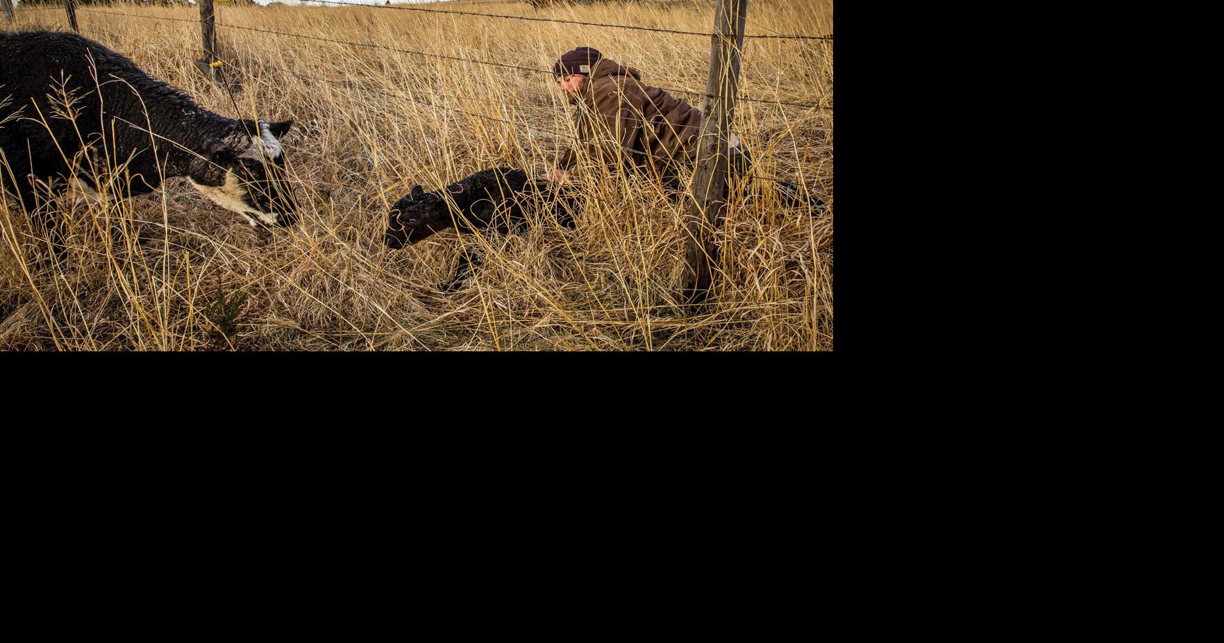 "This Blessed Earth: A Year in the Life of the American Family Farm"