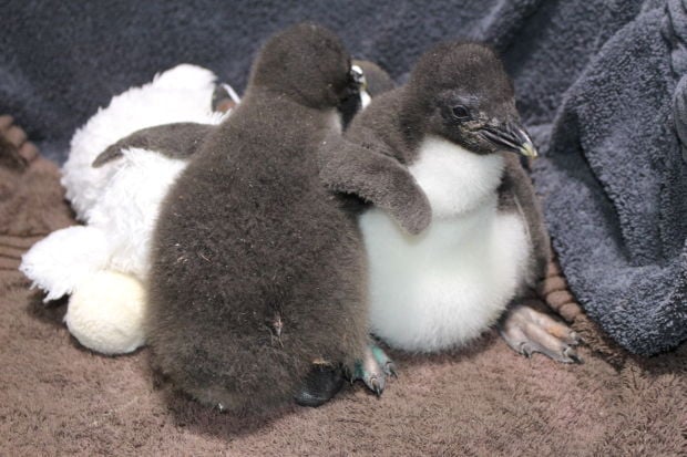 Lincoln Nebraska News >> Baby penguins hatch at Omaha Zoo Lincoln Nebraska News >> Baby penguins hatch at Omaha Zoo