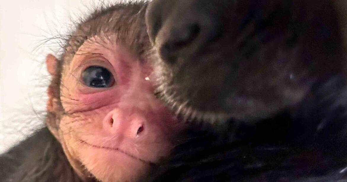 Lincoln Children's Zoo welcomes third spider monkey baby - Vimarsana News