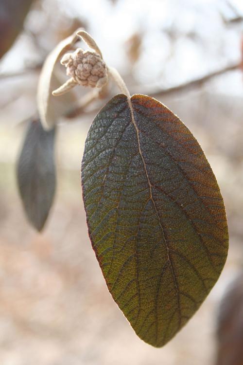 Leatherleaf viburnum