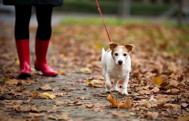 One hotel offers ground-floor dog-friendly rooms with direct garden access to scenic walking routes from the hotel doorstep, good news for hikers after muddy walks through nearby woodland trails or along the lakeshore.