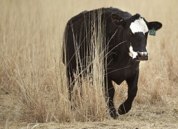 Cattle