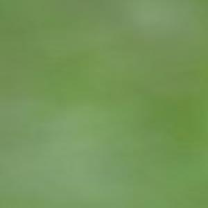 Consider Grasshoppers When Planting Winter Wheat Nebraska News