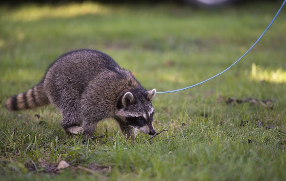 Valparaiso Family S Pet Raccoon To Be Euthanized Tested For Rabies After Concern Over Bite Nebraska News Journalstar Com