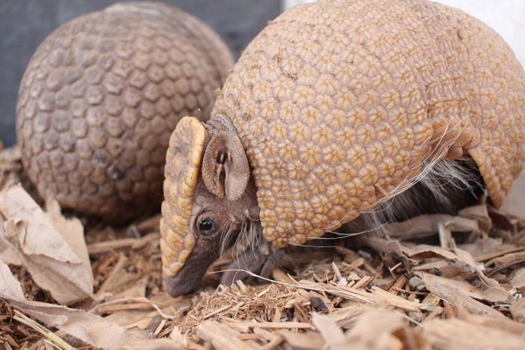 Baby armadillo makes history at Omaha zoo