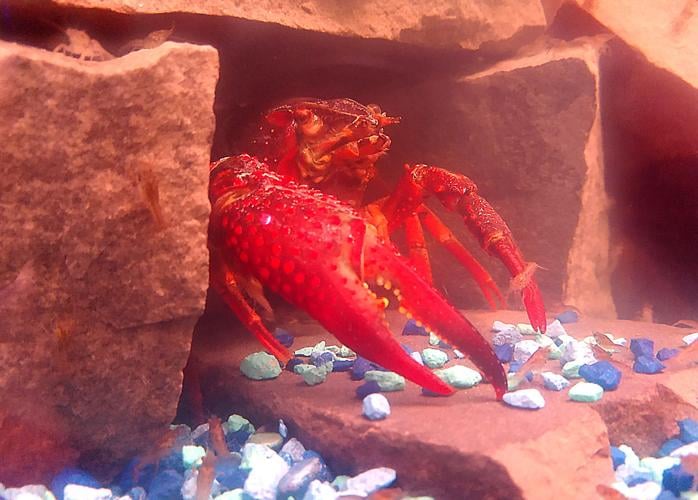 Crawfish