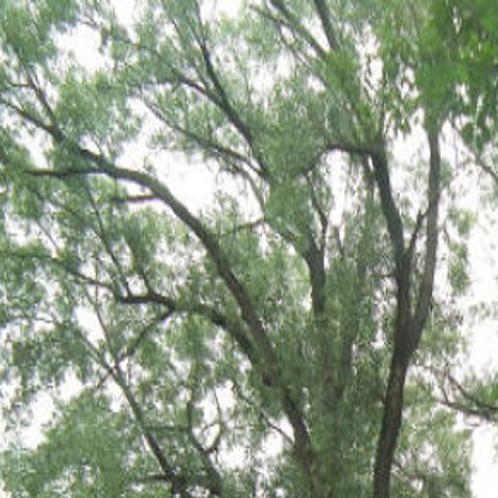 Nebraska Claims National Champion Of Rock Star Cottonwood Trees Local Journalstar Com