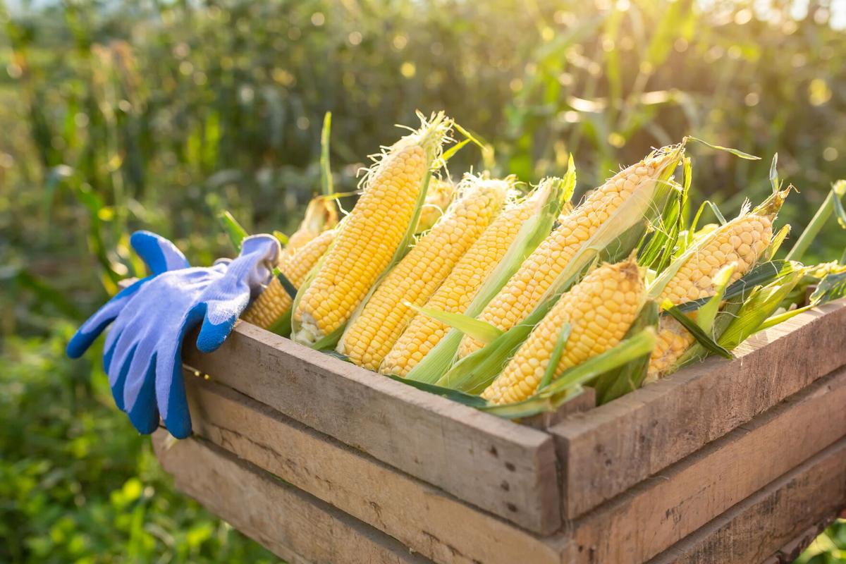 On Nutrition Corn huskers