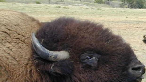 T R Hughes Bison Rancher And Businessman Dies Local Business News Journalstar Com