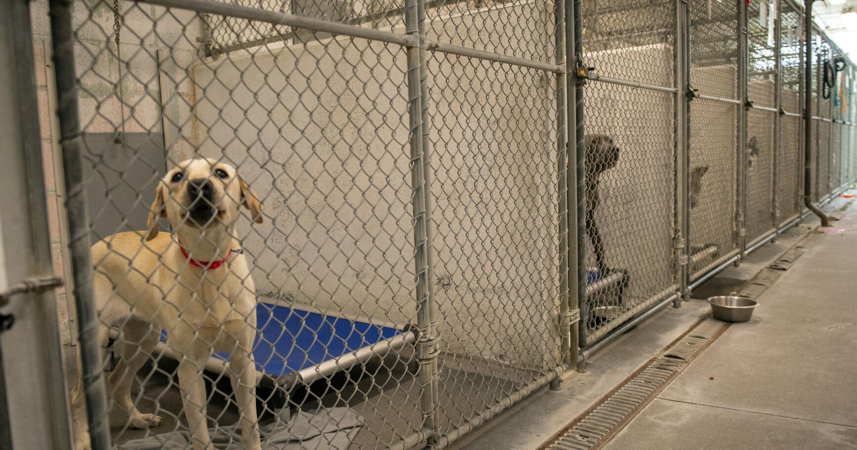 Lincoln's Capital Humane Society offering adoption promotion - Vimarsana News