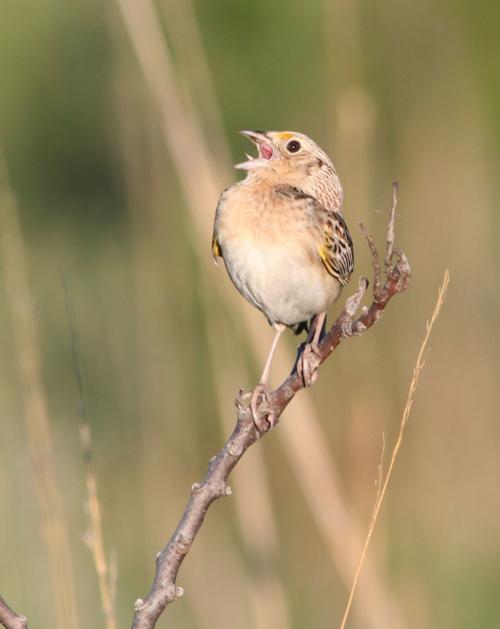 Grasshopper sparrow