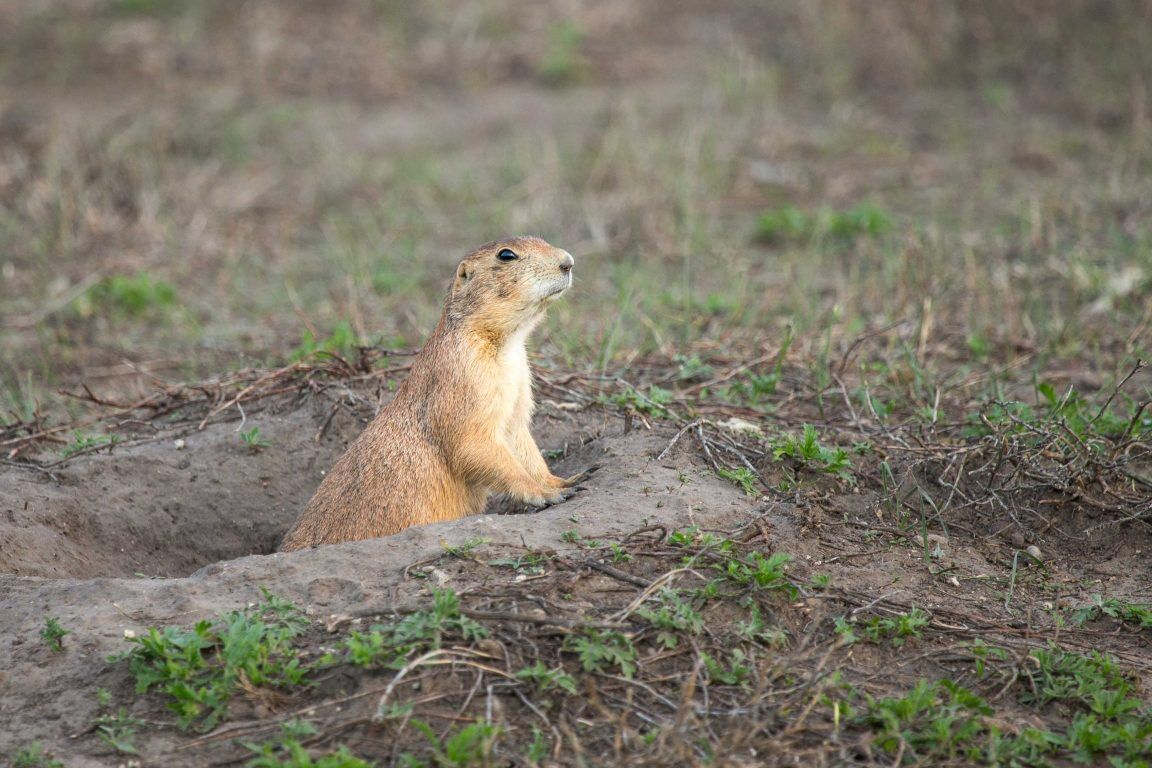 outdoors prairie dogs