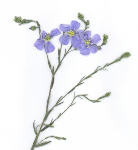 Flax