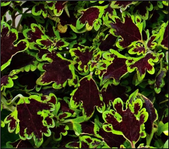 It is the year of coleus