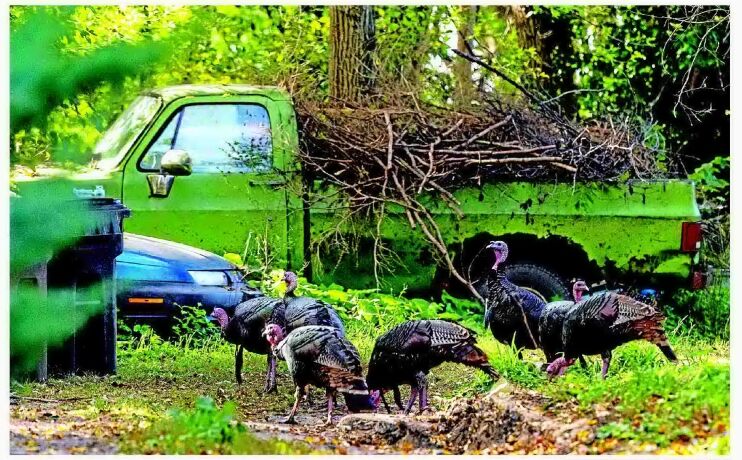 TURKEYS TAKE A TROT