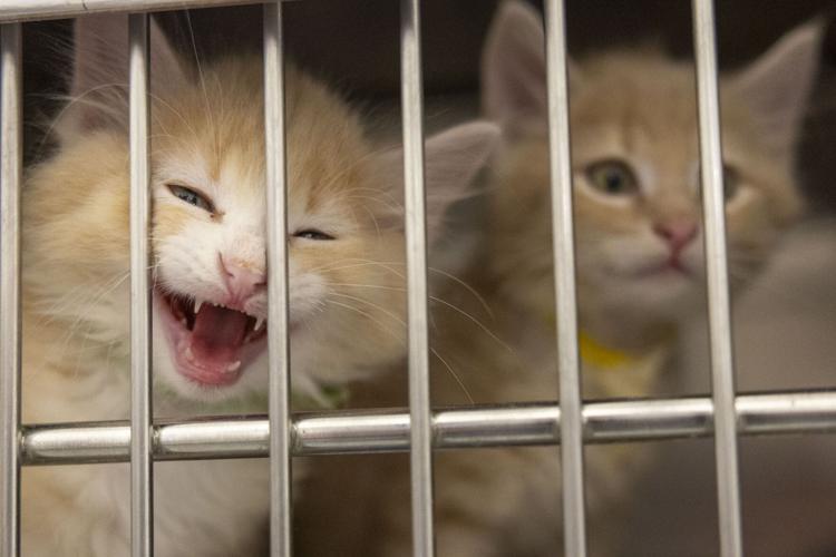 Capital Humane Society, 10.11