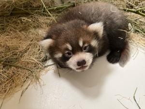 Watch now: Red panda born earlier this summer at Lincoln Children's Zoo