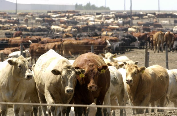 Nebraska takes cattle feeding crown