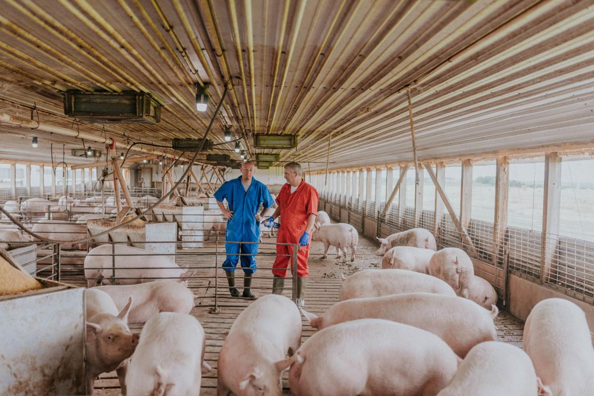 Pillen Family Farms