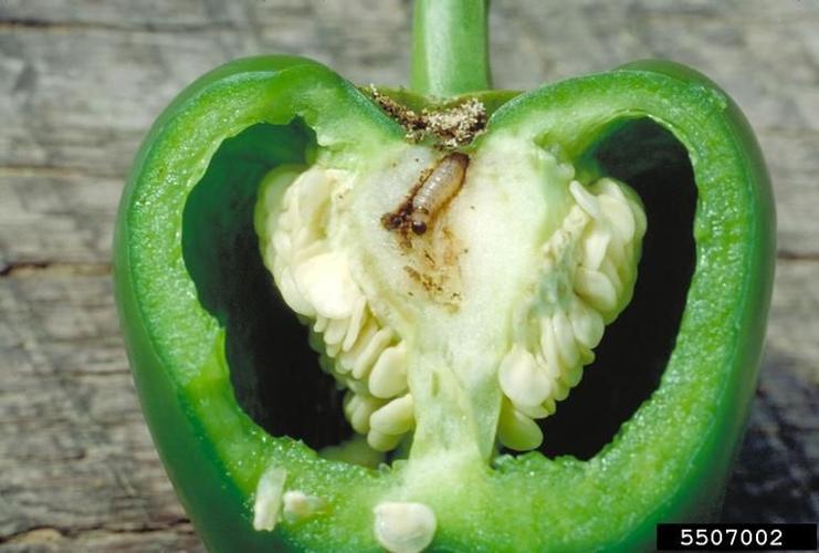 bugpepper