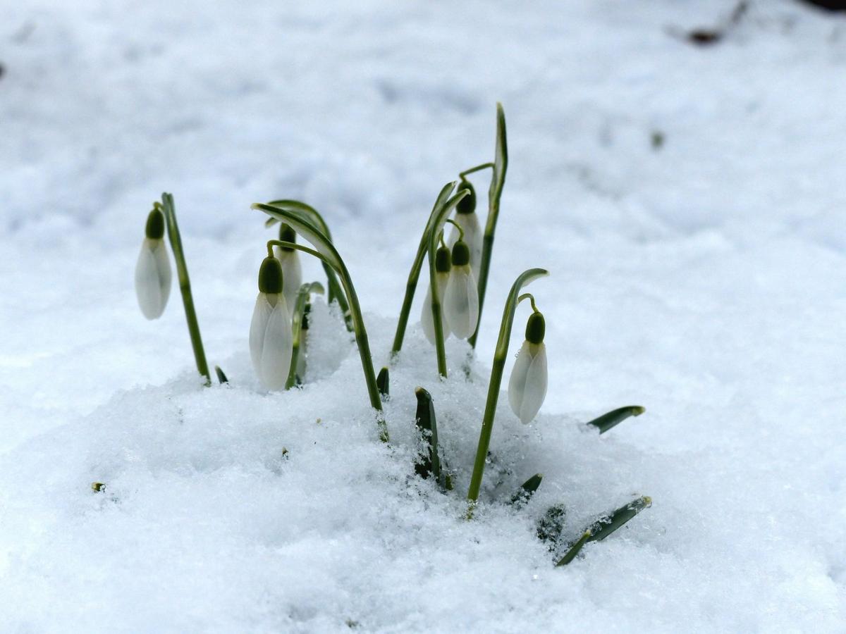 Sarah Browning Snowdrops Among Spring Flowers To Emerge Soon