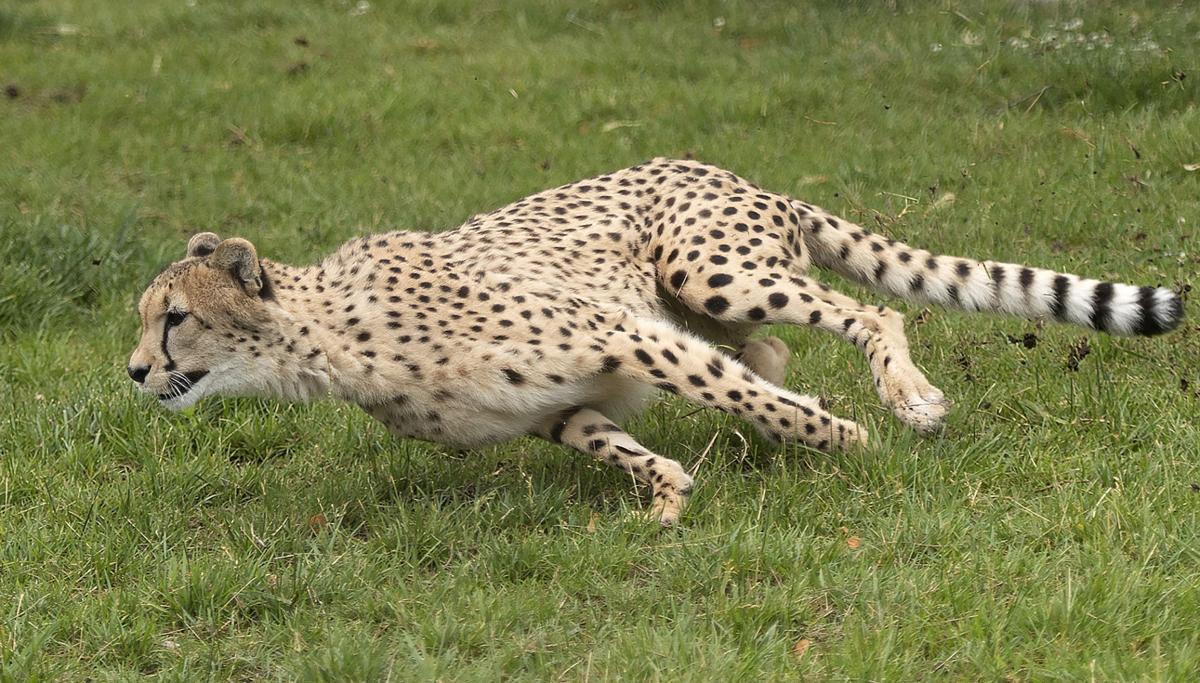 Cheetah run