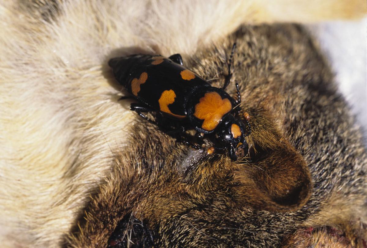 American Burying Beetle