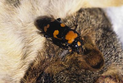 American Burying Beetle