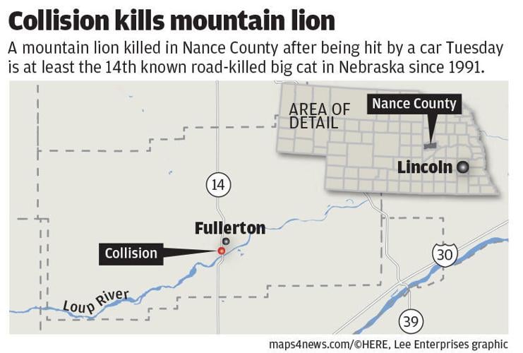 Collision kills mountain lion
