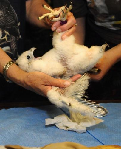 Banding falcon chicks