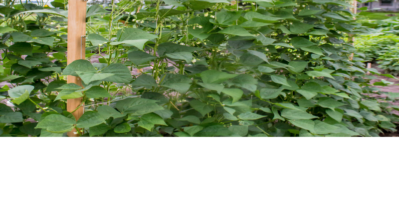 Sarah Browning: Beans get their thanks in 2021 | Home & Yard