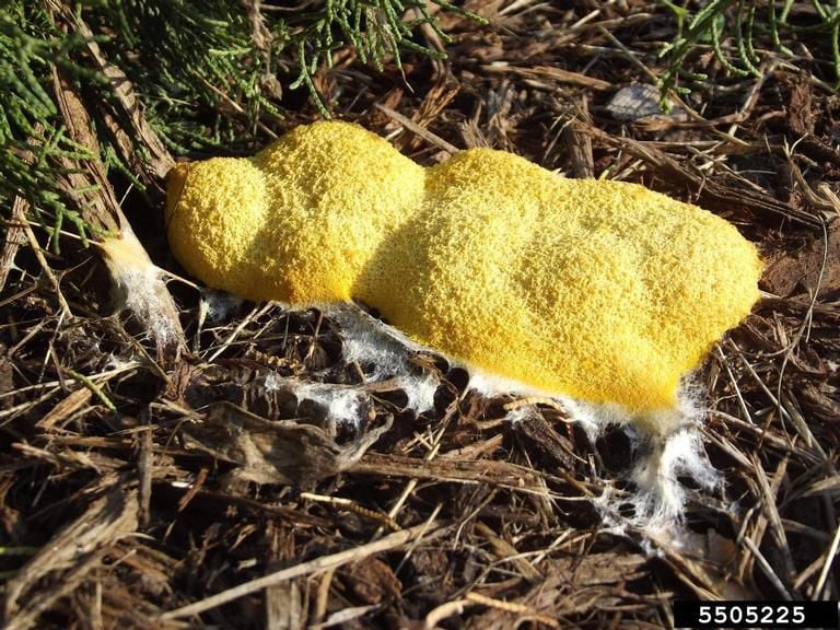 White Slime Mould - Life and Opinions - Life and Opinions