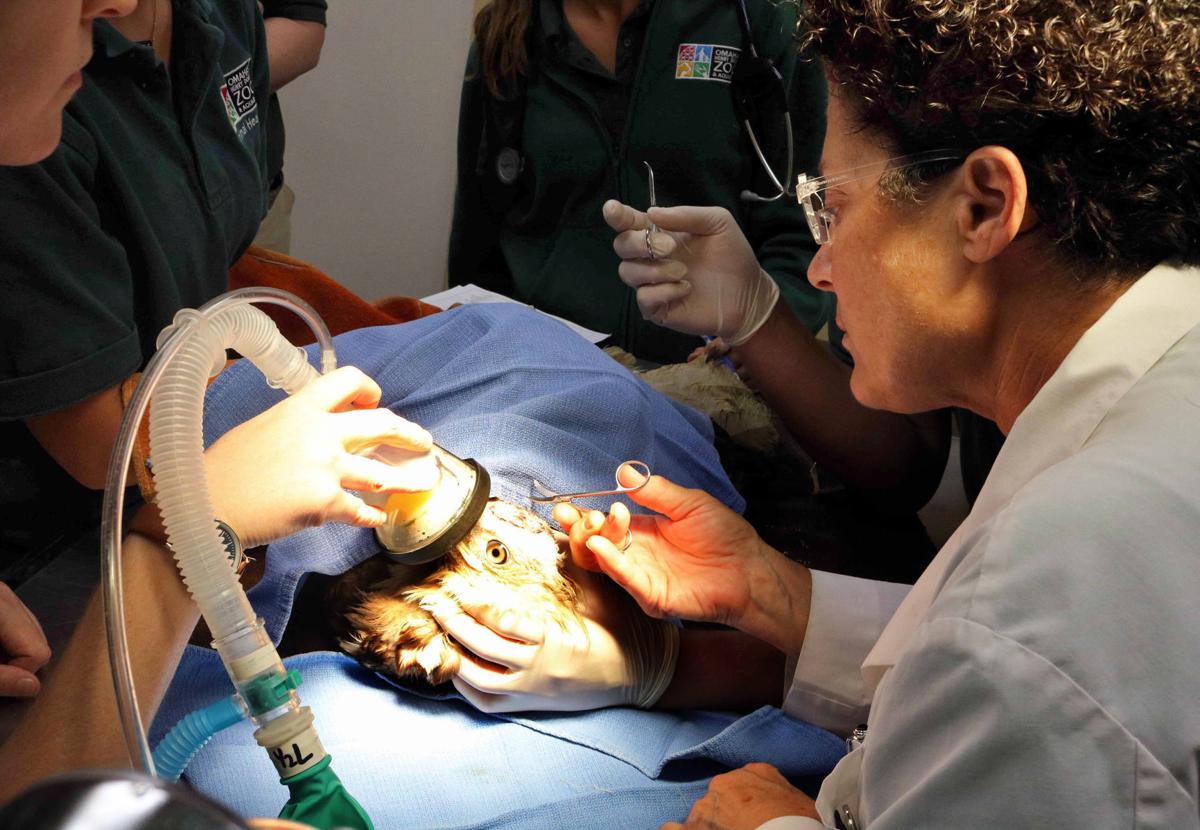 Into the wild: Grammy winner to release bald-headed eagle | Nebraska