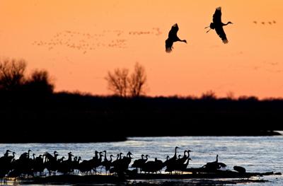 Sandhill crane migration