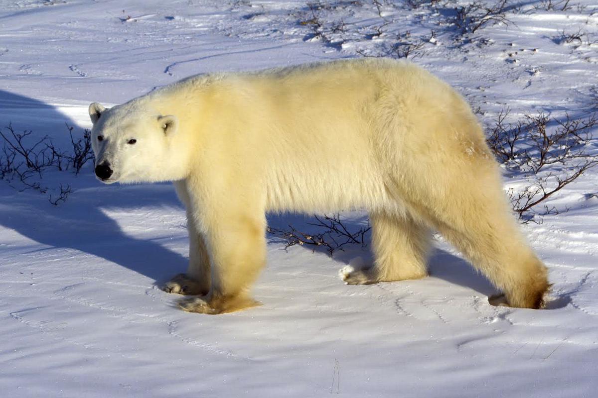 Cubs Training Package - Polar Bears Field Hockey