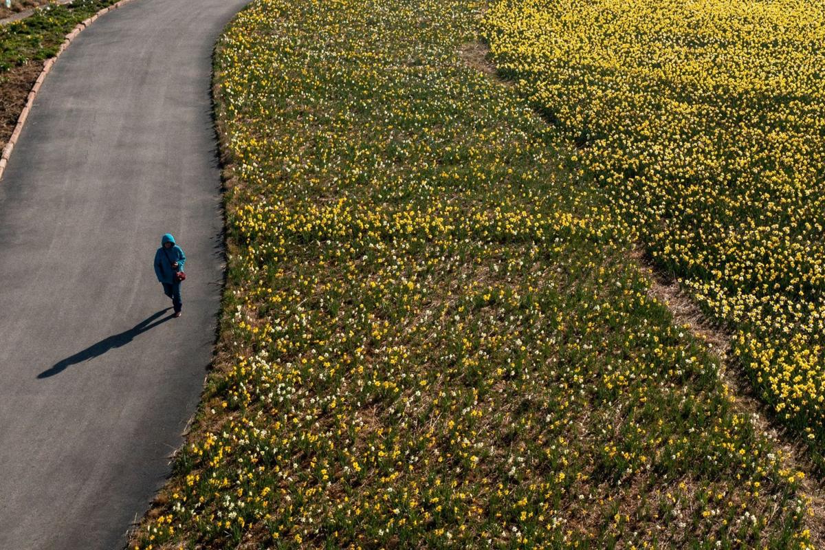 041121-owh-new-daffodils-pic-cm004