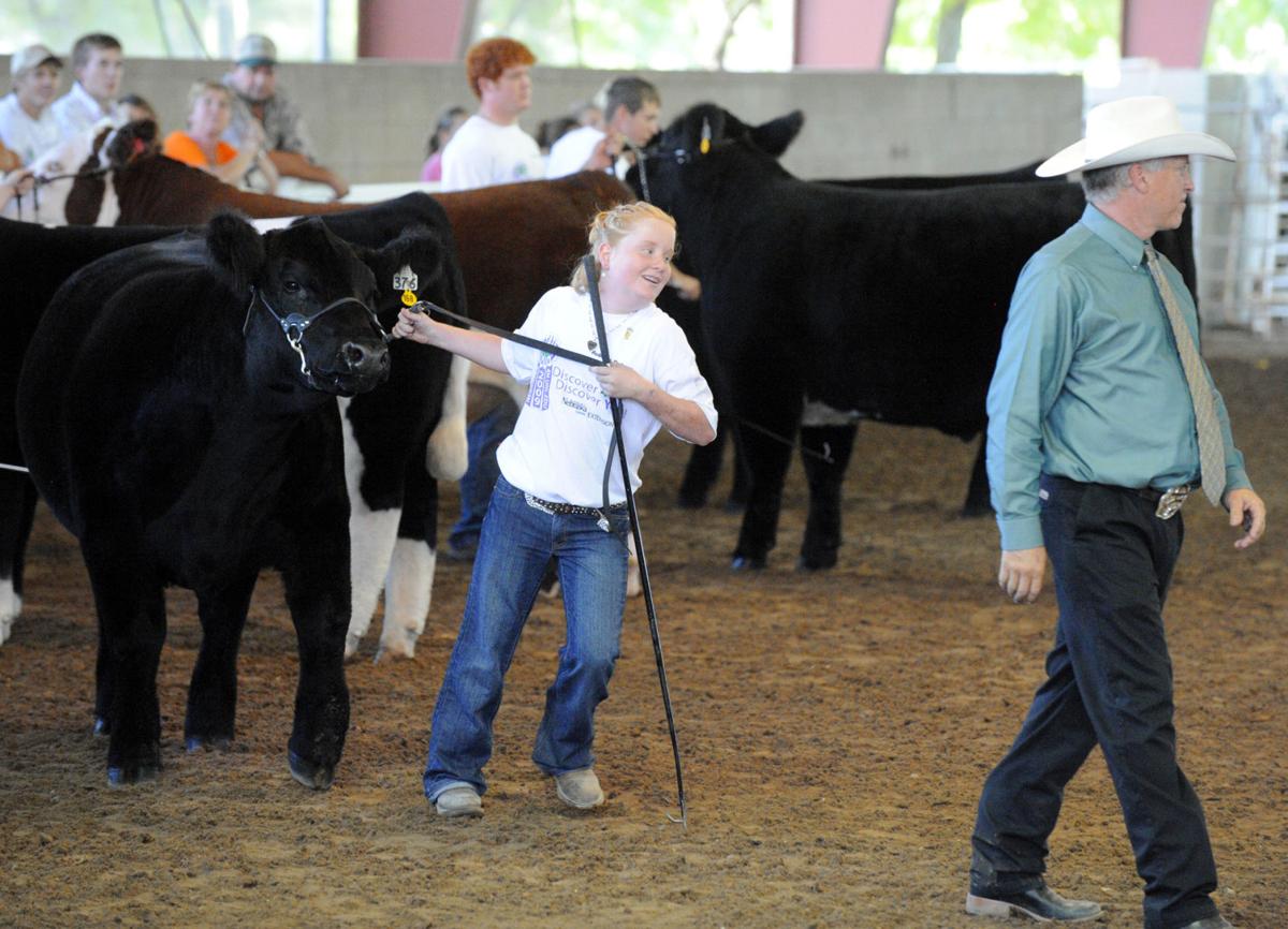 Steer