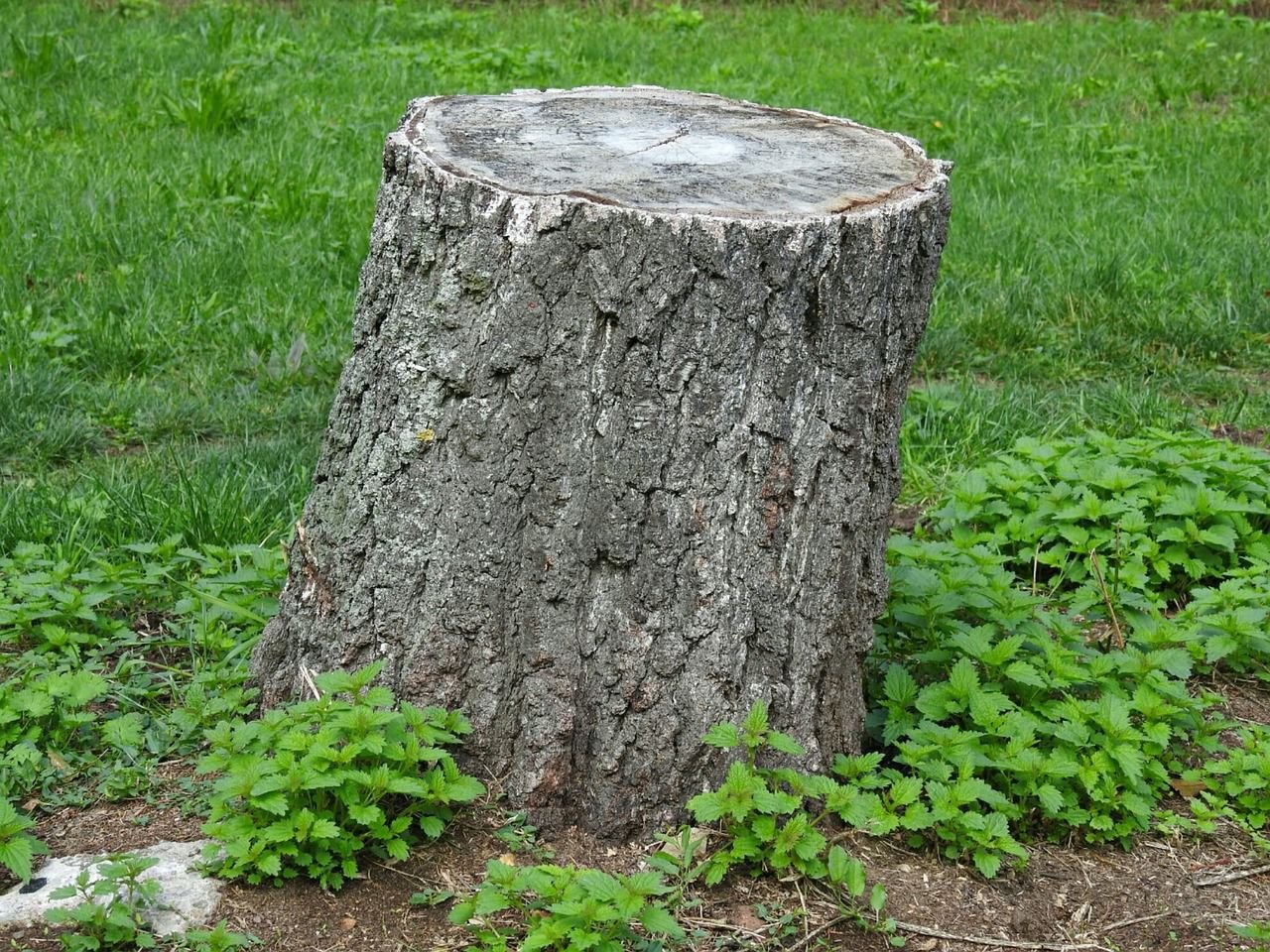 purple tree stump