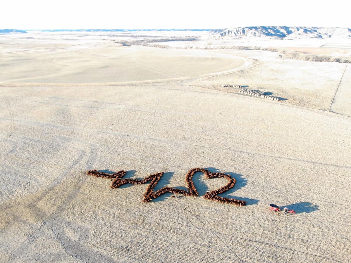 Cattle art