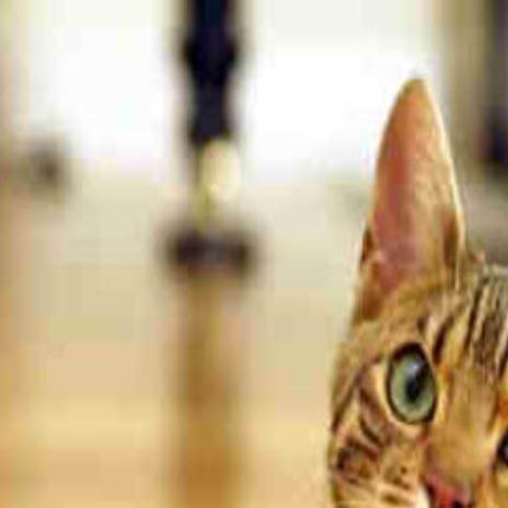 Life Of Pi In Lincoln Big Cat Is Hybrid Domestic Cat Local